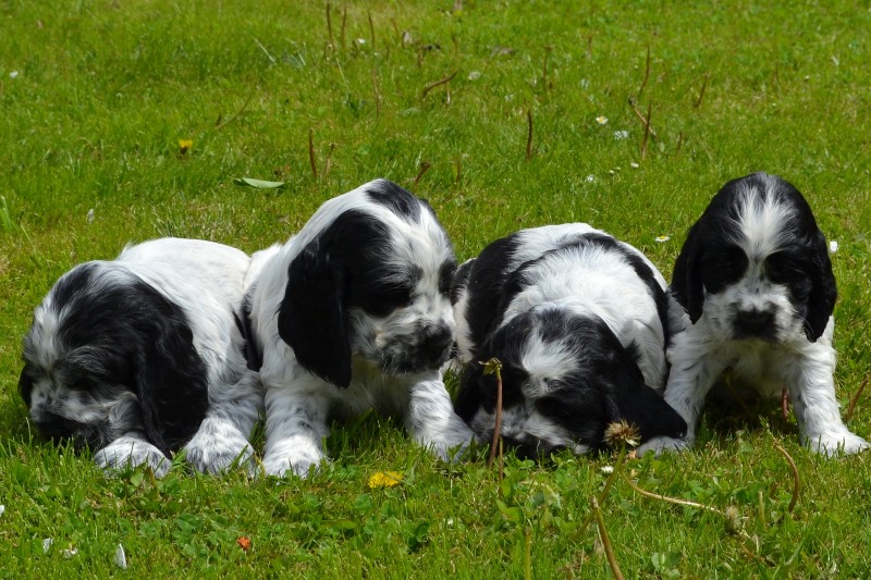 10-Chris, Chiko, Charlie, Chessy.JPG